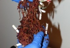 Red Wiggler Composting Worms