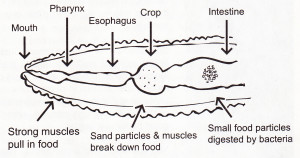 Anatomy