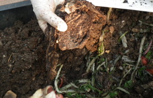Make a hollow, add food scraps, then cover over with vermicompost/bedding.